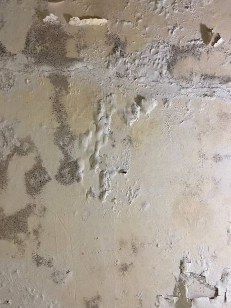Best Commercial Mold Removal  in Jasper, AL